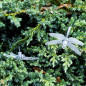 Saulės Dragonfly sodo žibintai 6,5 m 30LED multicolour Saulės Dragonfly sodo žibintai 6,5 m 30LED multicolour