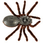 Nuotoliniu būdu valdomas TARANTULA voras + PILOTAS Nuotoliniu būdu valdomas TARANTULA voras + PILOTAS