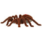 Nuotoliniu būdu valdomas TARANTULA voras + PILOTAS Nuotoliniu būdu valdomas TARANTULA voras + PILOTAS