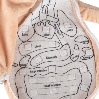 Anatomijos besimokanti mergaitė lėlė talismanas