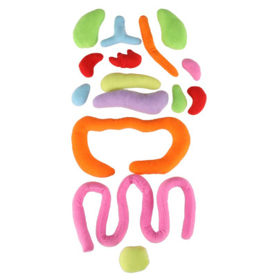 Anatomijos besimokanti mergaitė lėlė talismanas